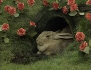 Rabbit Burrow