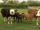 Cows and Calves