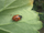 Ladybird