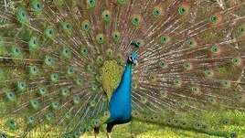A peacock