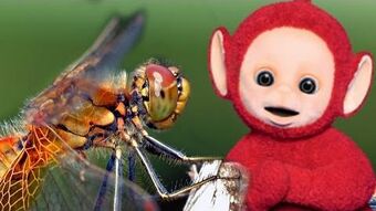 Dragonflies Teletubbies Wiki Fandom 499,218 likes · 12,190 talking about this. dragonflies teletubbies wiki fandom