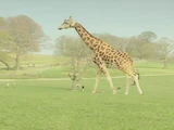Giraffes