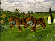 Tigers