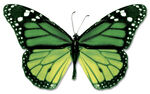 GreenButterfly