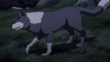 Ranga Direwolf Anime 1