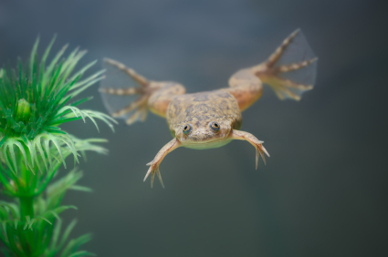 Underwater frogs deals