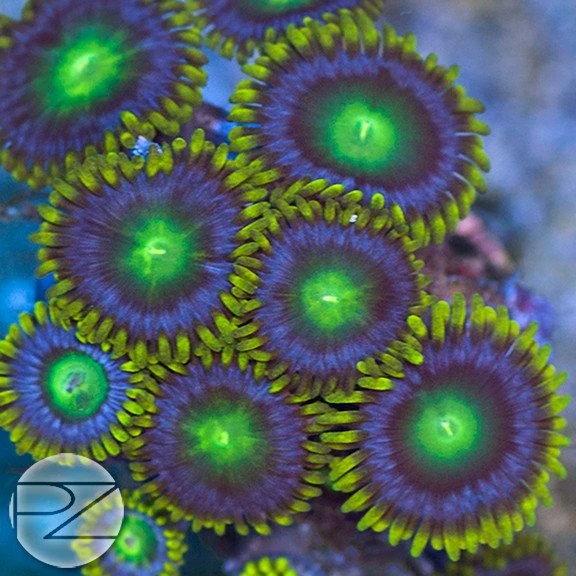 Lemon lime zoas Terarium pets Wikia Fandom