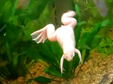 Fat albino african clawed frog