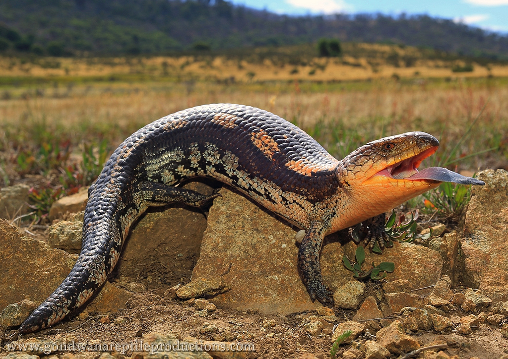 northern blue tongue skink