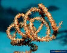 Cirrhipathes spiralis