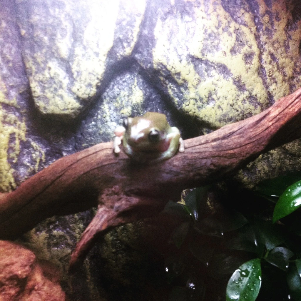 Whites tree frog | Terarium pets Wikia | Fandom