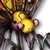 Mothbot icon