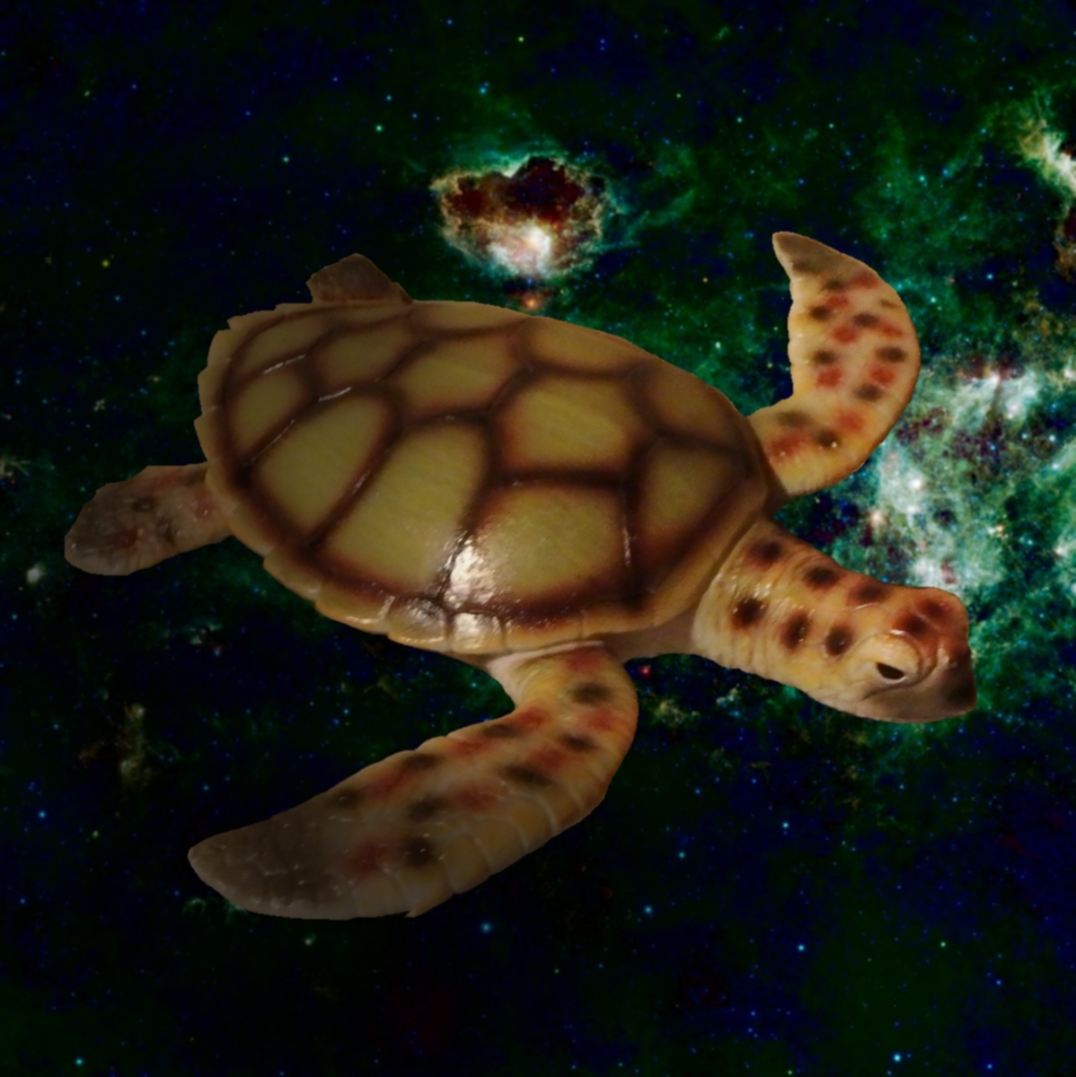 Maturin, the turtle