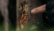 Beetle grubs