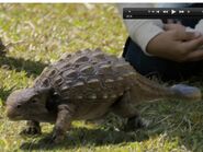 Hatchling Ankylosaurus