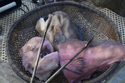 Terra Nova fish2.jpg