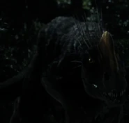 Male (note yellow crest).jpg (227 KB) Male Slasher