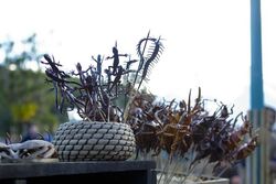 Terra Nova Market bugs and lizards.jpg