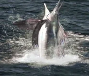 Swordfishproof1.jpg (140 KB)