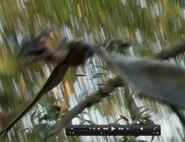 Pterosaur in tree.jpg (129 KB) From "Now You See Me"