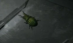 Escarabajo