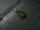 Beetle
