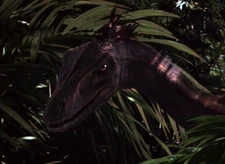 Raptor3.jpg (100 KB)