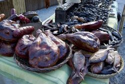 Terra Nova fish3.jpg