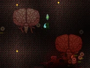 BoC 2x.png (151 KB) Two Brain of Cthulhus can be spawned at the same time if you destroy 3 Pulsating Hearts before you kill the already spawned one.