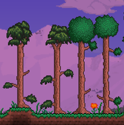 Как долго растут деревья в террарии