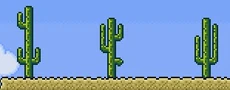 48 Cacti