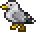 Seagull