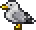 Seagull