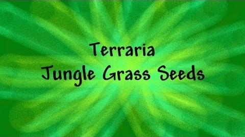 Jungle Grass Seeds