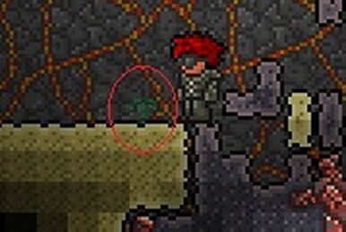 How To Get Amber In Terraria