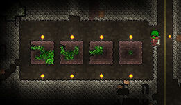 Chlfarm.jpg
