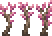 Jeune sakura placé