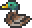 Mallard Duck