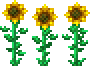 Sunflower placed