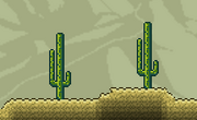 Cactus