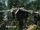 Elvenwood