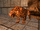 Ancestral Cheetah.png