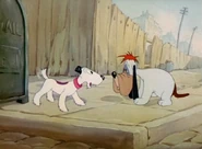 Dog talk