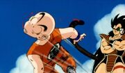 Krillin get owned!