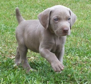 Frankie the weimaraner