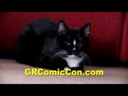 Chaplin nc cat.jpg