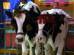 Don T Have A Cow That S So Raven Wiki Fandom