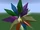 Crystal Core