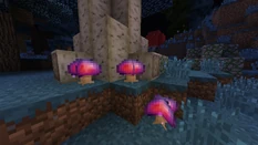 Three vishrooms growing around the base of a .