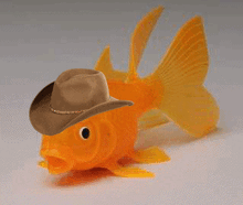 Koytoi.gif